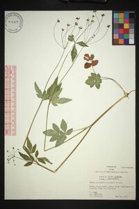 Zizia trifoliata image