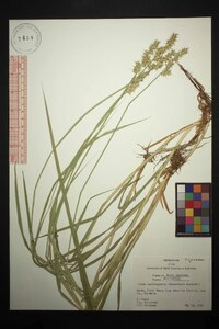 Carex laevivaginata image