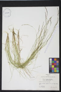 Aristida dichotoma image