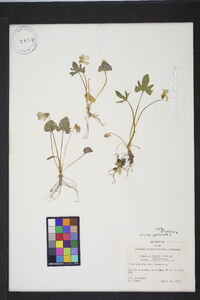 Viola palmata var. palmata image