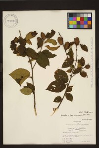 Betula alleghaniensis image