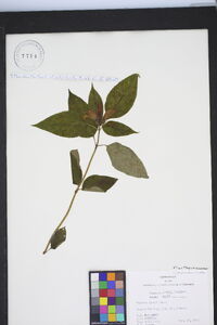 Chelone lyonii image