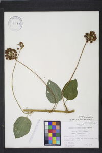 Smilax herbacea image