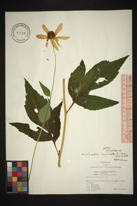 Rudbeckia laciniata var. laciniata image