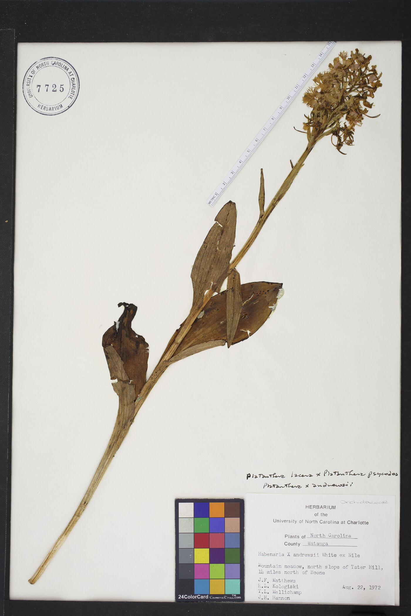 Platanthera x andrewsii image