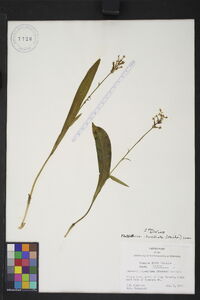 Platanthera clavellata image