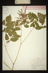 Aruncus dioicus image