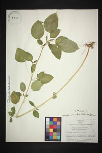 Acalypha ostryifolia image