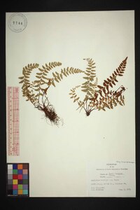 Asplenium bradleyi image