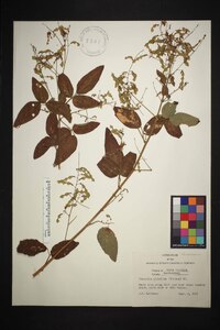 Desmodium glabellum image