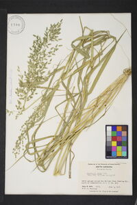 Eragrostis plana image