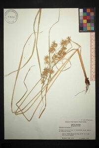 Cyperus strigosus var. strigosus image