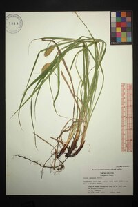 Carex typhina image