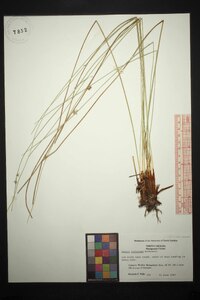 Juncus coriaceus image