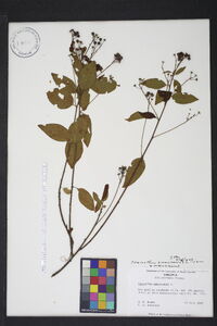 Ceanothus americanus var. americanus image