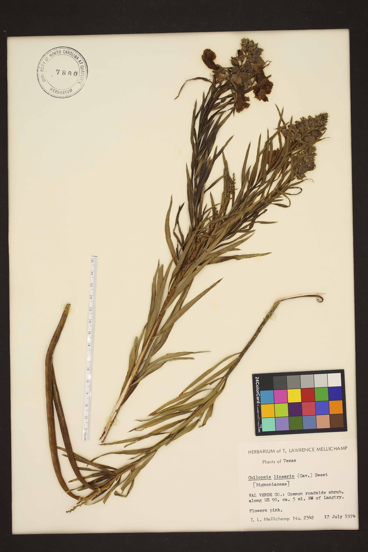 Chilopsis linearis var. linearis image