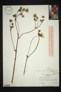 Silphium compositum var. compositum image