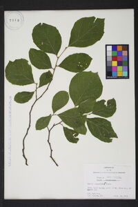 Styrax grandifolius image