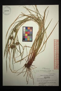 Carex intumescens var. intumescens image