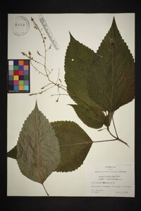 Collinsonia canadensis image