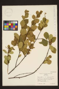 Betula pumila image