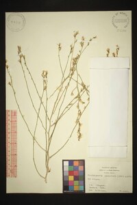 Stephanomeria pauciflora image