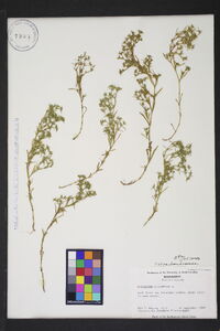 Polypremum procumbens image