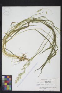 Bromus commutatus image