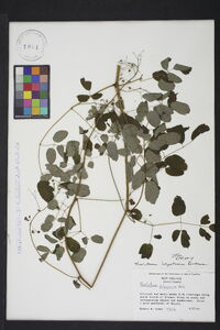 Thalictrum amphibolum image