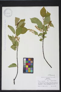 Prunus virginiana var. virginiana image