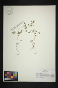 Corydalis flavula image