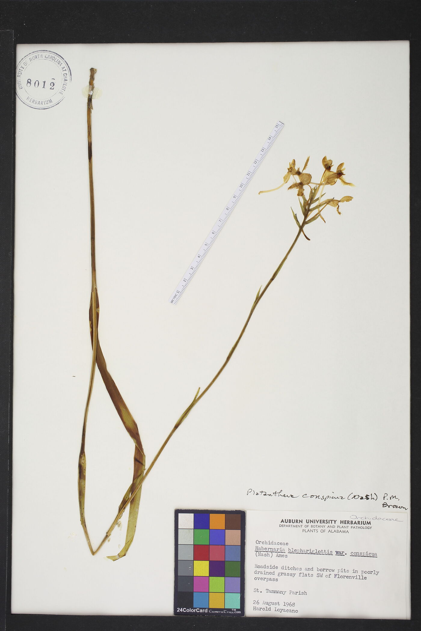 Platanthera blephariglottis image