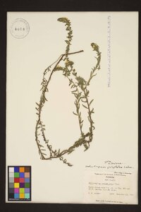 Heliotropium polyphyllum image