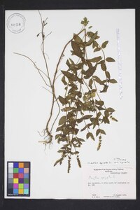 Mentha spicata image