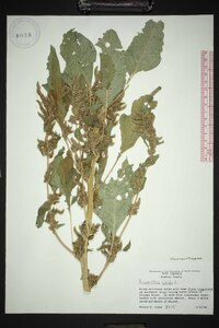 Amaranthus hybridus subsp. hybridus image