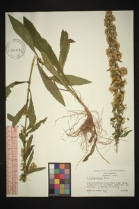 Solidago erecta image