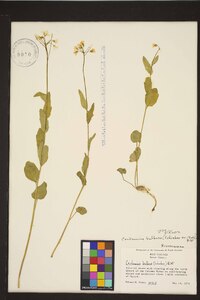 Cardamine bulbosa image