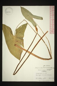 Peltandra sagittifolia image