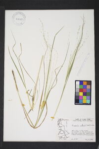 Eragrostis refracta image