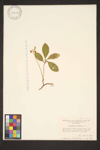 Gaultheria procumbens image