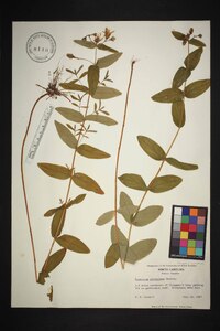 Hypericum graveolens image