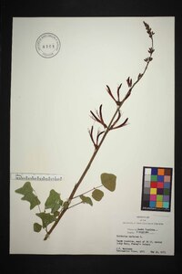 Erythrina herbacea image