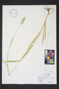 Phalaris caroliniana image