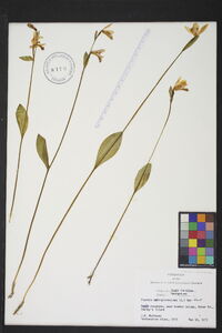 Pogonia ophioglossoides image