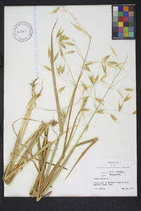 Avena sativa image