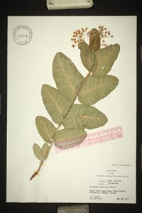 Asclepias humistrata image