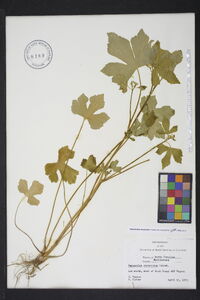 Ranunculus recurvatus var. recurvatus image