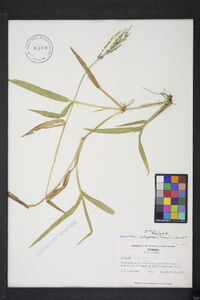 Urochloa adspersa image