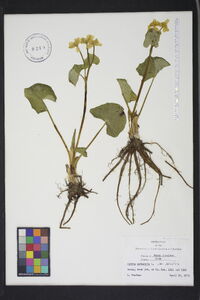 Caltha palustris image