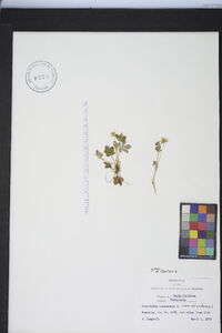 Potentilla canadensis image